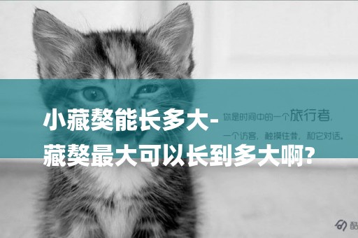 小藏獒能長多大-
藏獒最大可以長到多大啊?