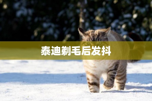 泰迪剃毛后發抖