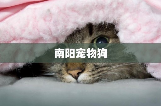 南陽寵物狗
