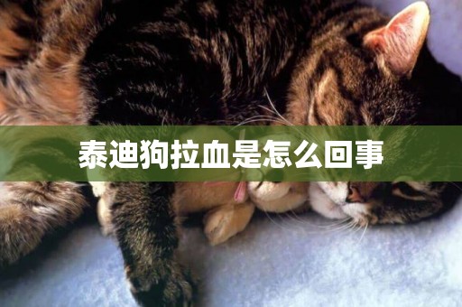 泰迪狗拉血是怎么回事
