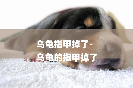 烏龜指甲掉了-
烏龜的指甲掉了