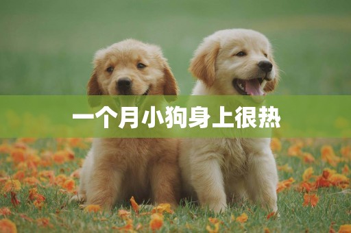 一個月小狗身上很熱