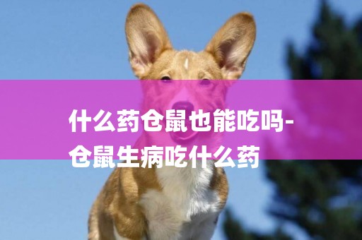 什么藥倉鼠也能吃嗎-
倉鼠生病吃什么藥