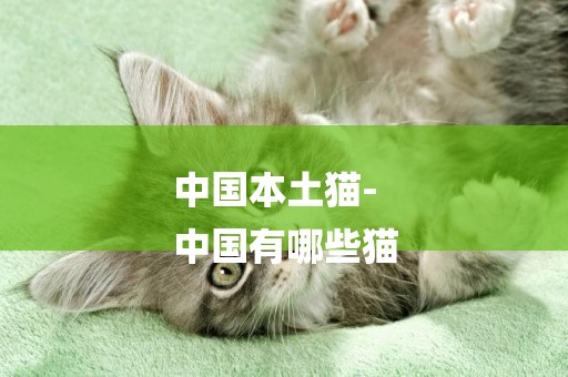 中國本土貓-
中國有哪些貓