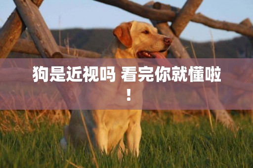 狗是近視嗎 看完你就懂啦！