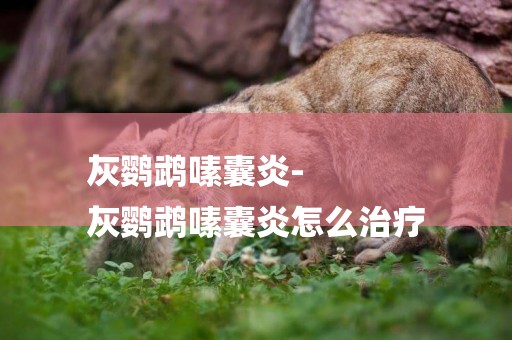 灰鸚鵡嗉囊炎-
灰鸚鵡嗉囊炎怎么治療