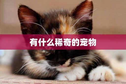 有什么稀奇的寵物