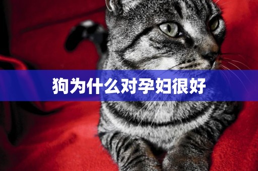 狗為什么對孕婦很好