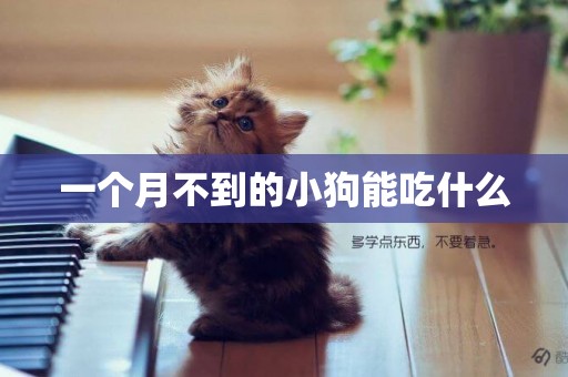 一個月不到的小狗能吃什么
