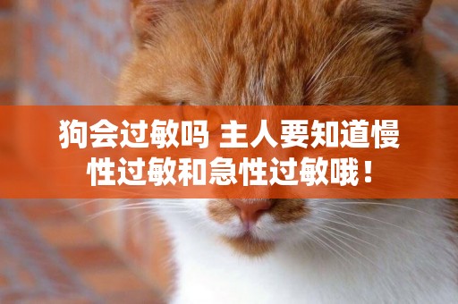 狗會過敏嗎 主人要知道慢性過敏和急性過敏哦！