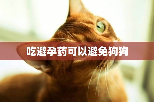 吃避孕藥可以避免狗狗
