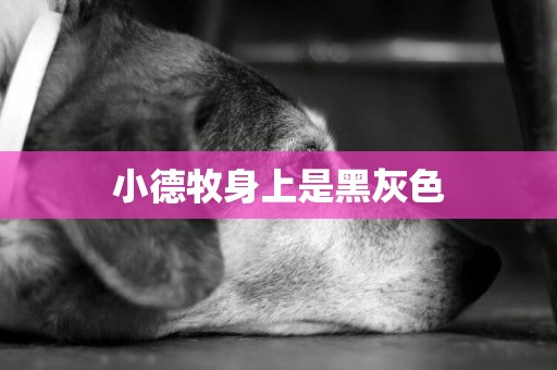 小德牧身上是黑灰色