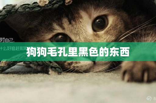 狗狗毛孔里黑色的東西