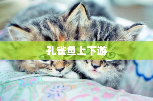 孔雀魚上下游