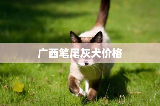 廣西筆尾灰犬價格