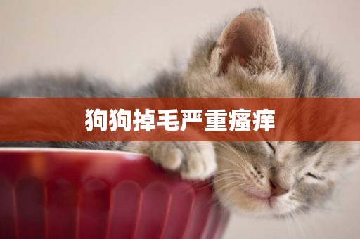 狗狗掉毛嚴重瘙癢
