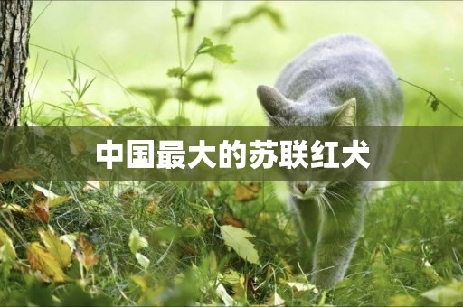 中國最大的蘇聯紅犬