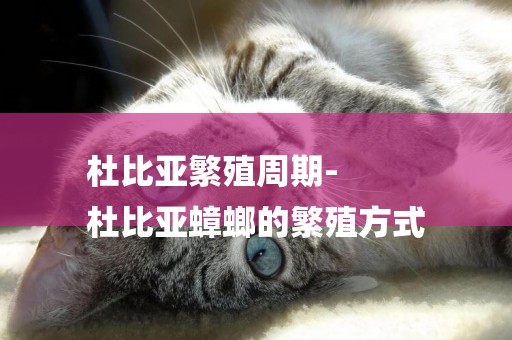 杜比亞繁殖周期-
杜比亞蟑螂的繁殖方式