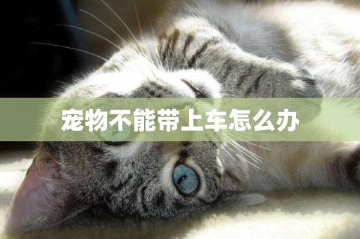 寵物不能帶上車怎么辦