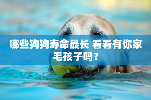 哪些狗狗壽命最長 看看有你家毛孩子嗎？