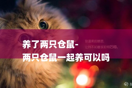 養了兩只倉鼠-
兩只倉鼠一起養可以嗎