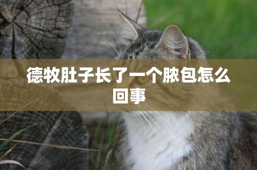 德牧肚子長了一個膿包怎么回事