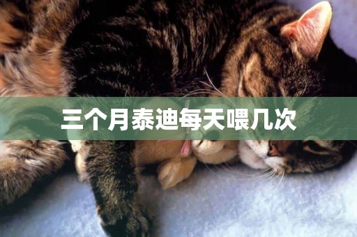 三個月泰迪每天喂幾次