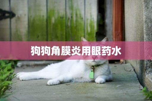狗狗角膜炎用眼藥水