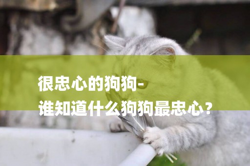 很忠心的狗狗-
誰知道什么狗狗最忠心？