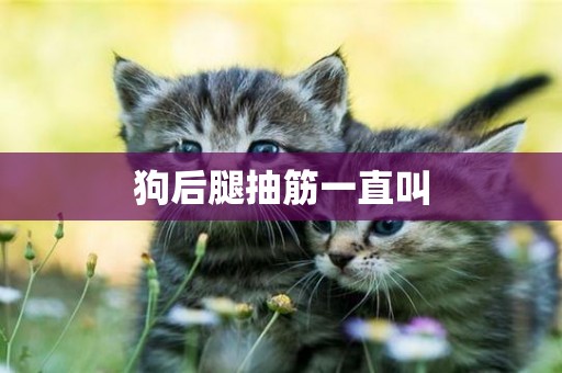 狗后腿抽筋一直叫