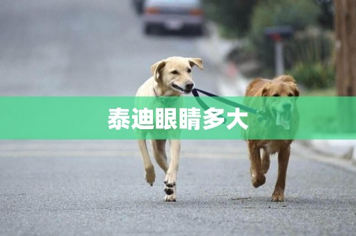泰迪眼睛多大