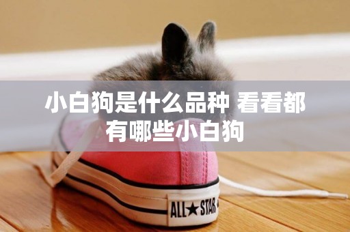 小白狗是什么品種 看看都有哪些小白狗