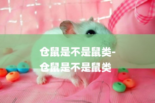 倉鼠是不是鼠類-
倉鼠是不是鼠類