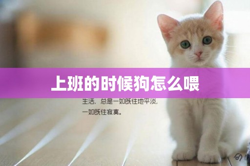 上班的時候狗怎么喂