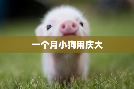 一個月小狗用慶大