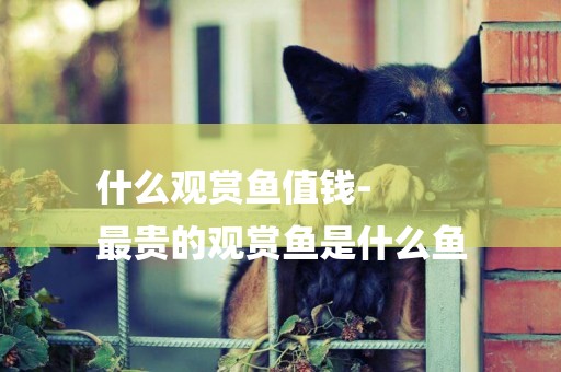 什么觀賞魚值錢-
最貴的觀賞魚是什么魚