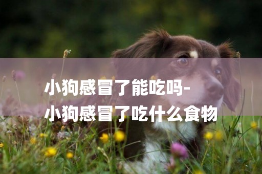 小狗感冒了能吃嗎-
小狗感冒了吃什么食物