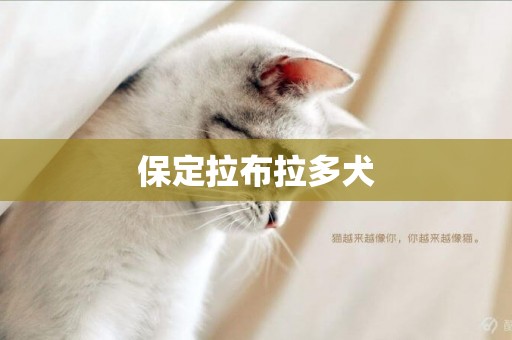 保定拉布拉多犬