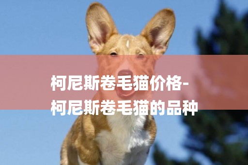 柯尼斯卷毛貓價格-
柯尼斯卷毛貓的品種