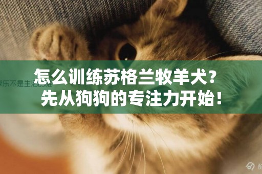 怎么訓練蘇格蘭牧羊犬？ 先從狗狗的專注力開始！