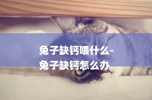 兔子缺鈣喂什么-
兔子缺鈣怎么辦