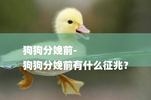 狗狗分娩前-
狗狗分娩前有什么征兆？