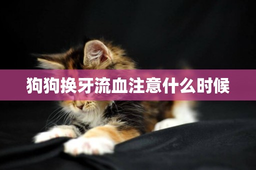 狗狗換牙流血注意什么時候