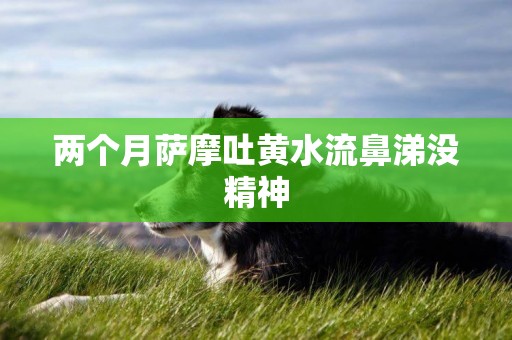 兩個月薩摩吐黃水流鼻涕沒精神