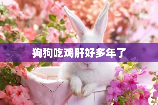 狗狗吃雞肝好多年了