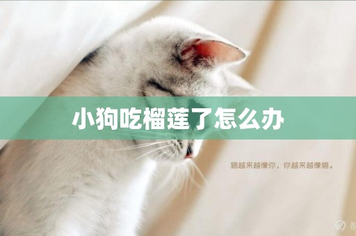 小狗吃榴蓮了怎么辦