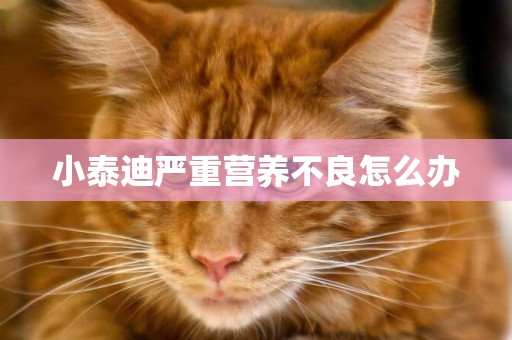 小泰迪嚴重營養不良怎么辦
