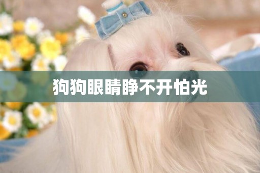 狗狗眼睛睜不開怕光