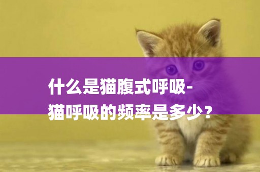 什么是貓腹式呼吸-
貓呼吸的頻率是多少？
