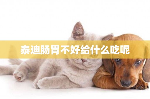 泰迪腸胃不好給什么吃呢